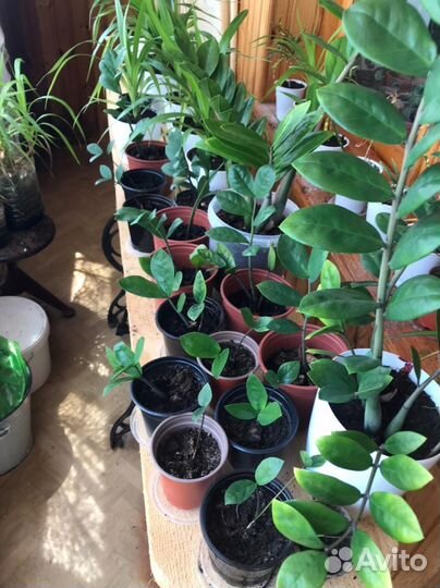 Замиокулькас