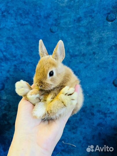 Кролики мини. Большой выбор