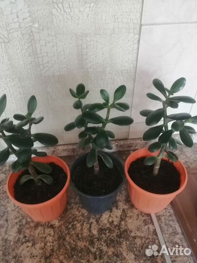 Толстянка (денежное дерево)