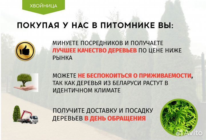 Туя западная Смарагд