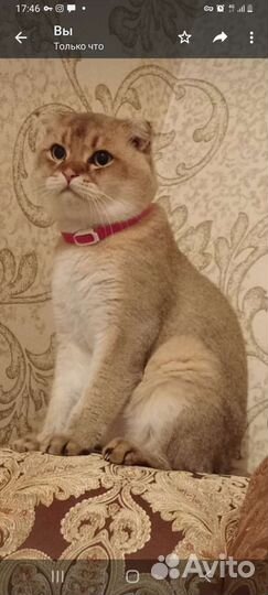 Кот на вязку