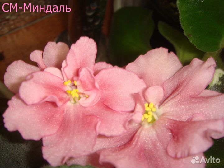 Цветущие фиалки