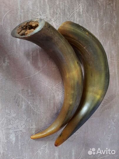 Рога коровы