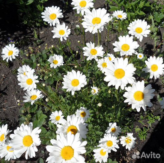 Многолетники для сада и клумб, разные виды лука