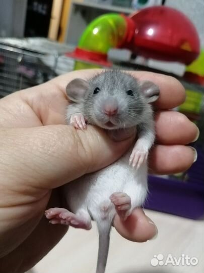 Крыса крысята дамбо