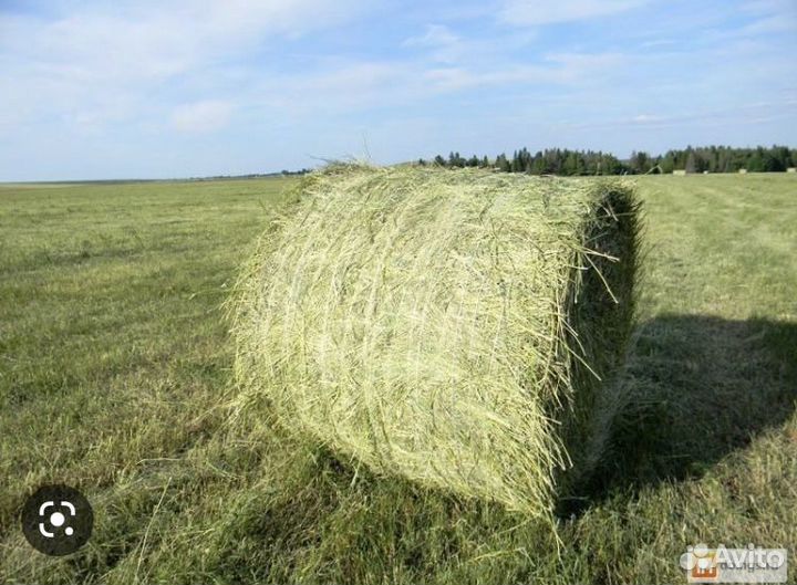 Продам сено в рулонах