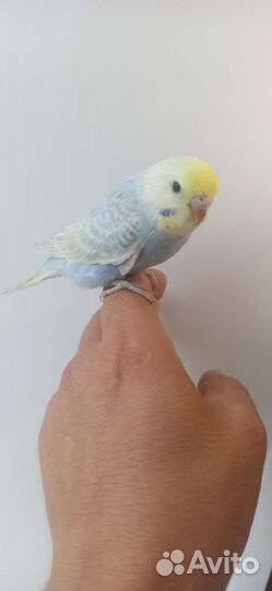 Птенцы волнистый попугай