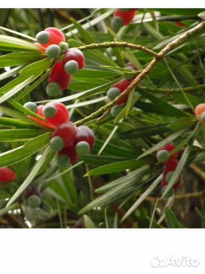 Ногоплодник или подокарпус