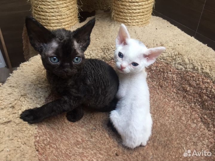 Девон рекс Инь и Ян