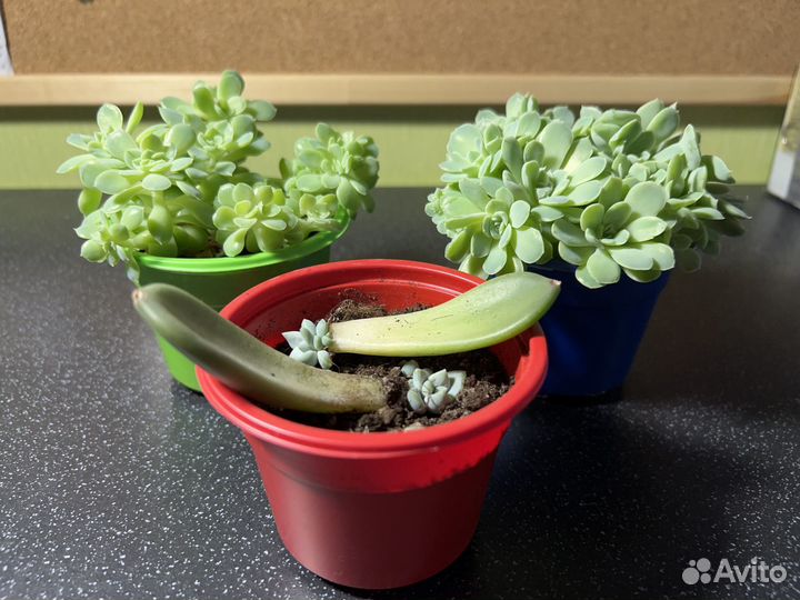 Суккуленты