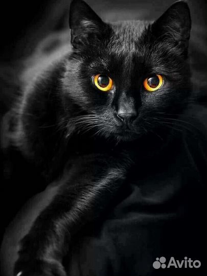 Невероятно красивый кот в добрые руки