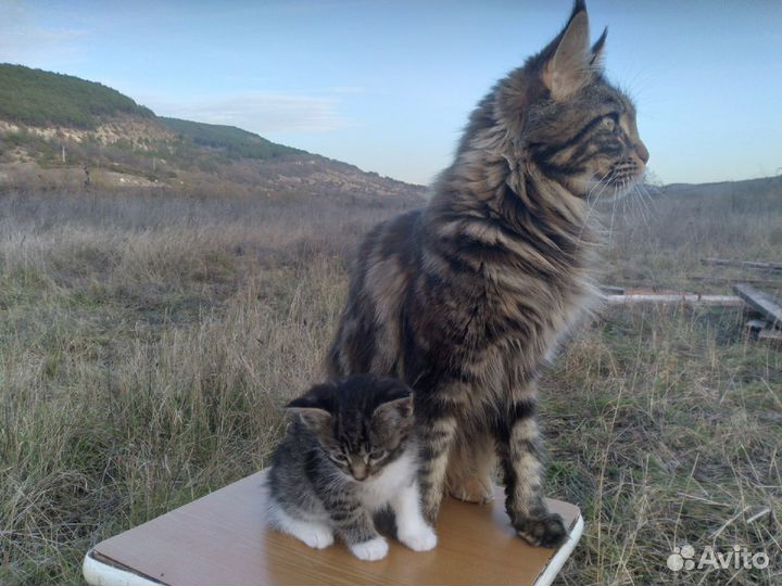 Мейн-кун котёнок