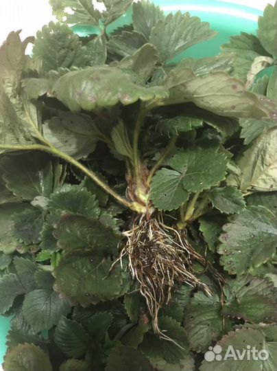 Рассада Виктории (Клубники)