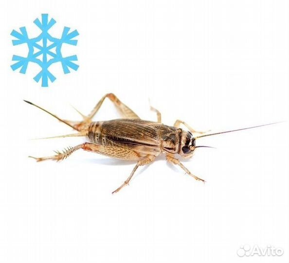 Домовый сверчок (предимаго) для стрижей