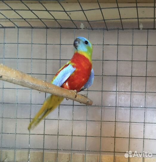 Певчий попугай