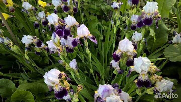 Многолетники для сада цветы