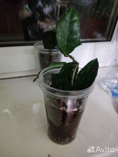 Хойя карноза