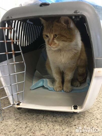 В добрые руки