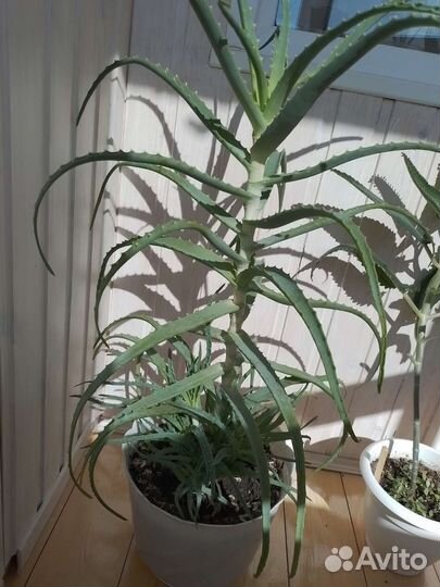 Алоэ столетник 4 года,лечебное