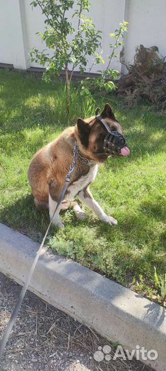 Выгул, присмотр, передержка(собаки, кошки,грызуны)