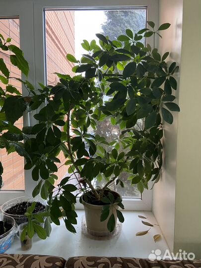 Продаётся шефлера