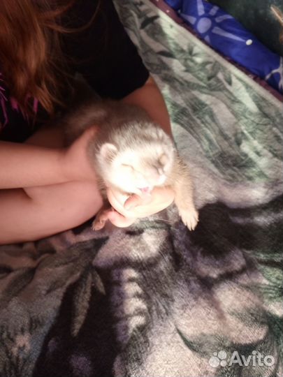 Домашний хорек