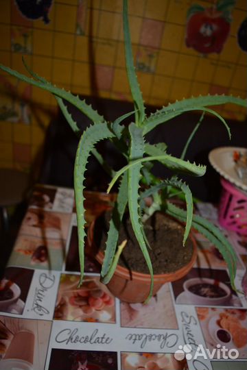 Алое лекарственное с горшком