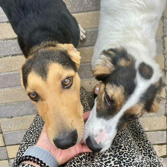 Собака в добрые руки щенок