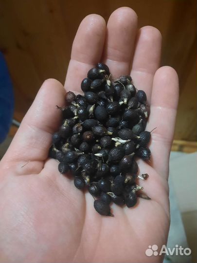 Семена пальмы вашингтонии