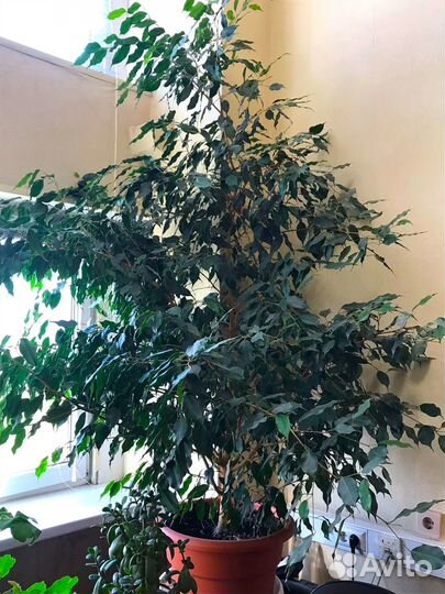 Фикус бенджамина большой