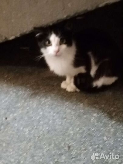 Кошка в дар бесплатно