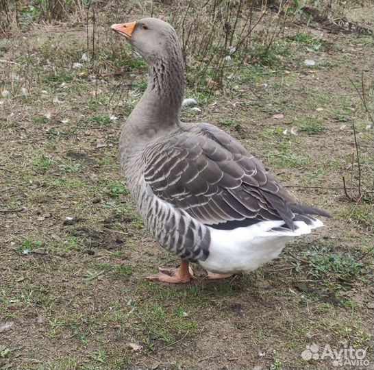 Крупные серые гуси