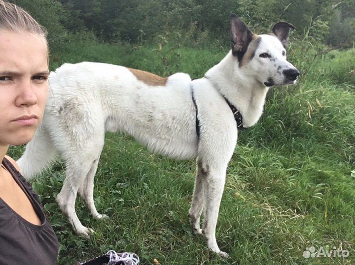 Случка кобель