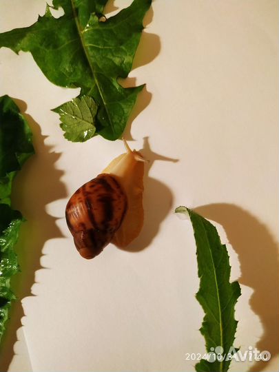 Улитка Маргината Овум Сильвер