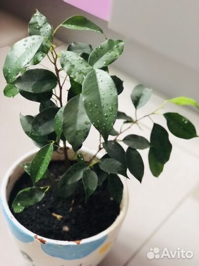 Фикусы бенджамина