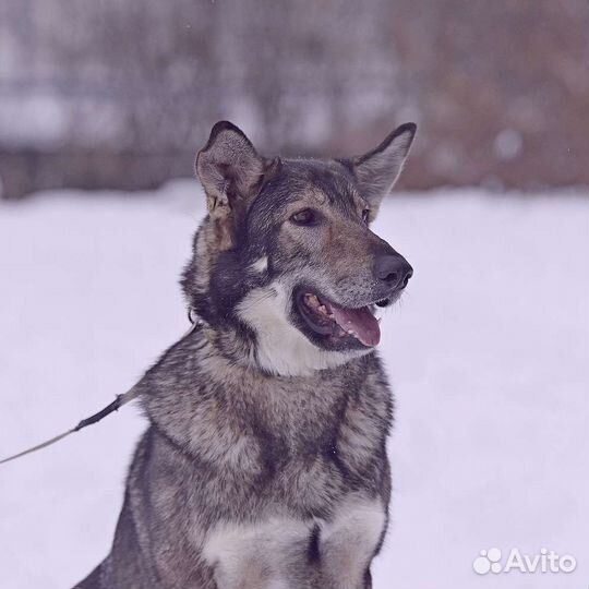 Рейн-собака из приюта