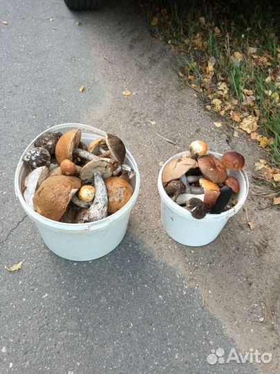 Грибник, сопроводник