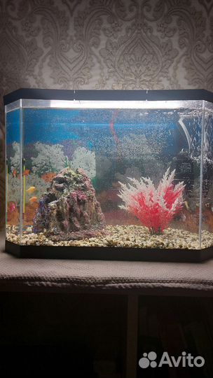 Аквариум 20 литров