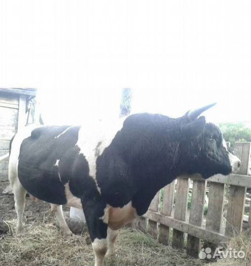 Продам быков