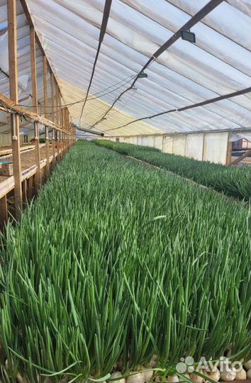 Лук зеленый свежей срезки с доставкой LUK-6561