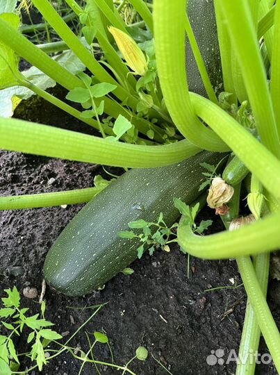 Огурцы, кабачки домашние