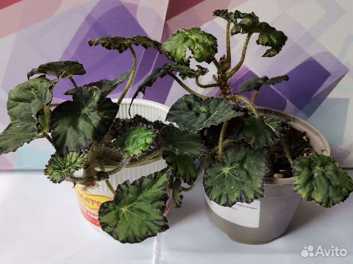 Бегония, фиалка, герань, фикус букле, эписция