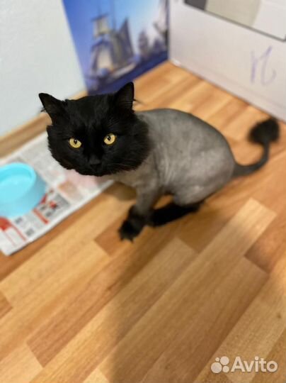 Нужен дом / передержка коту