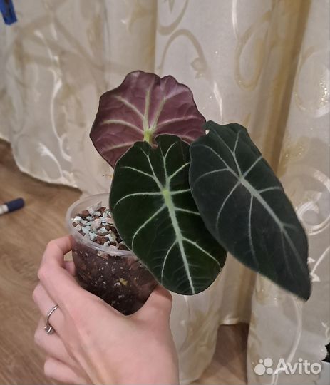 Алоказия блэк вельвет