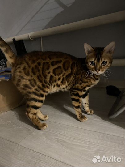 Бенгальская кошка вязка