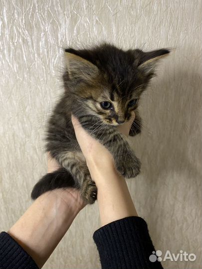 Котенок в добрые руки