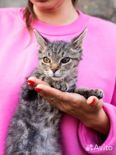 Котенок в дар