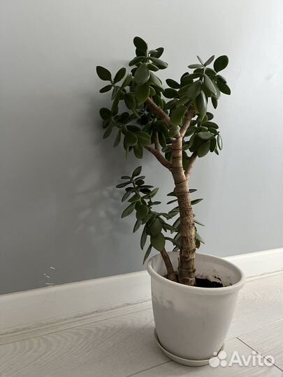 Денежное дерево