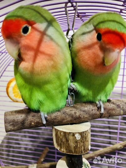 Неразлучники с клеткой (пара)