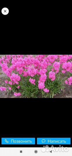 Продам много растений